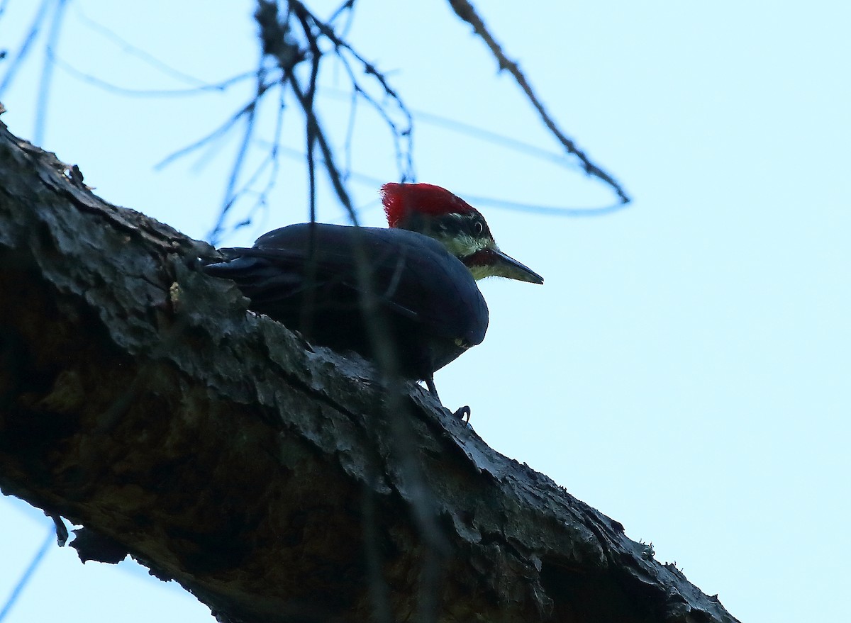 Pileated Woodpecker - ML609635866