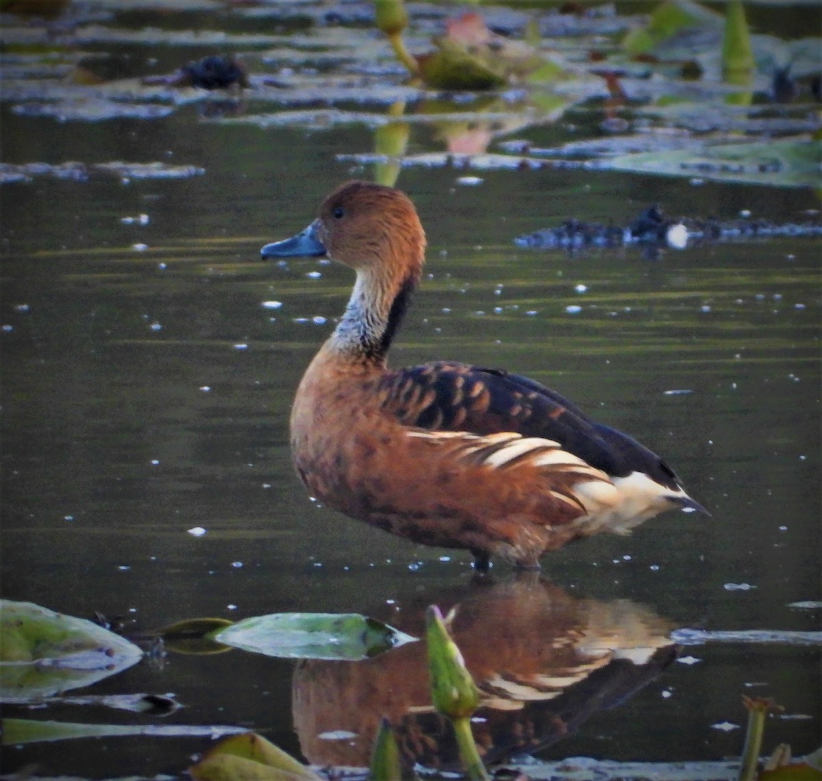 Fulvous Whistling-Duck - ML609635881