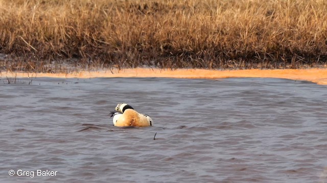 Steller's Eider - ML609635883