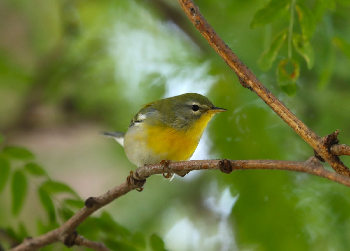 Northern Parula - ML609635897