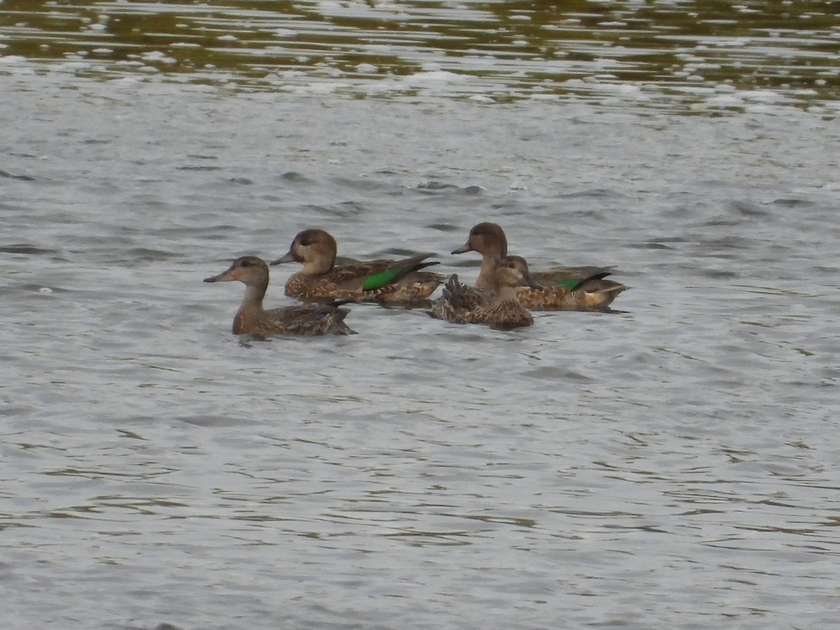 Green-winged Teal - Martine Parent