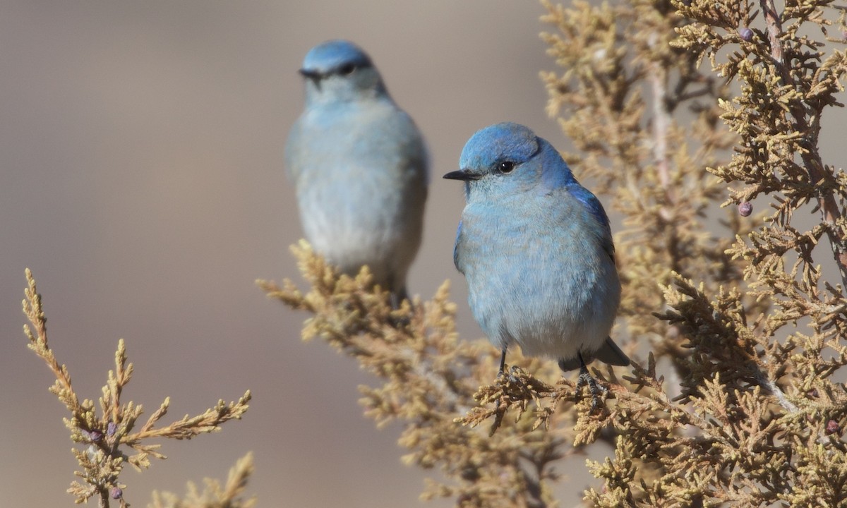 Mountain Bluebird - ML609636036