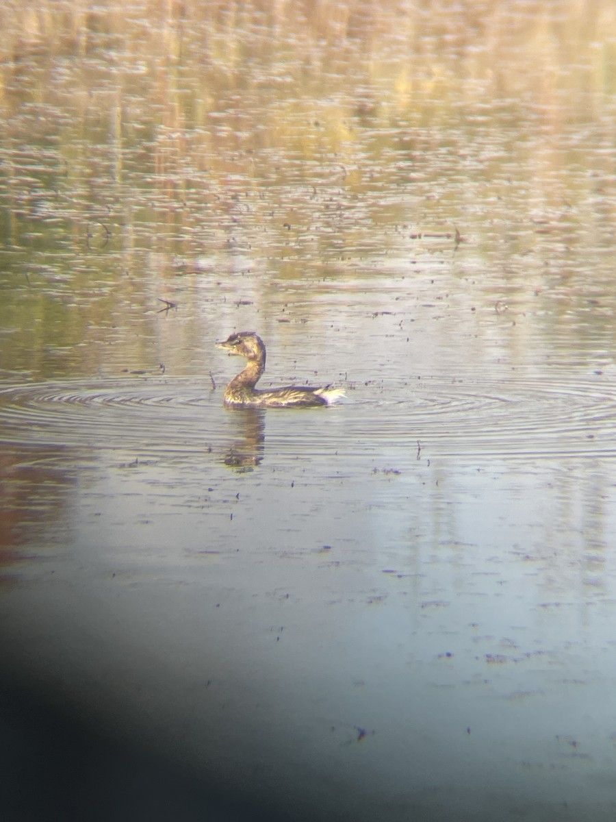 Pied-billed Grebe - ML609636040