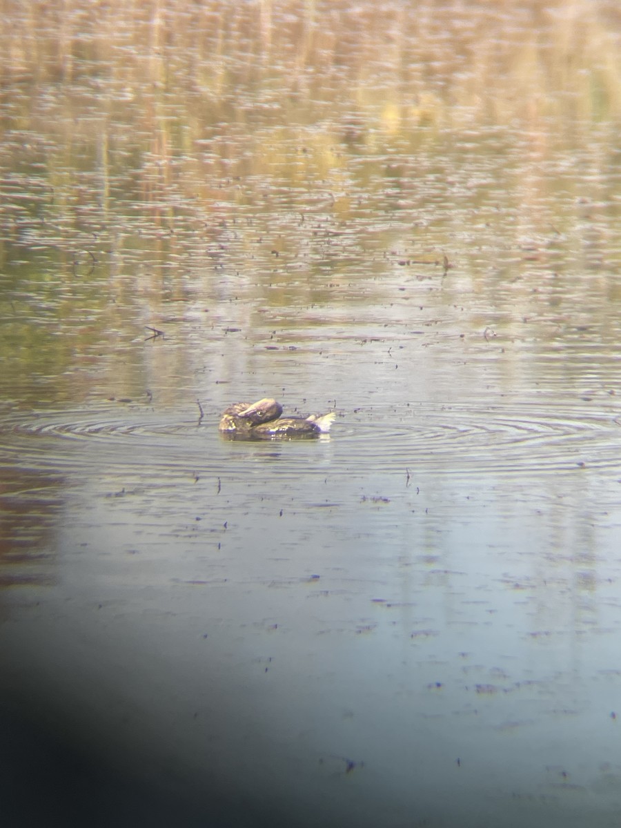 Pied-billed Grebe - ML609636041