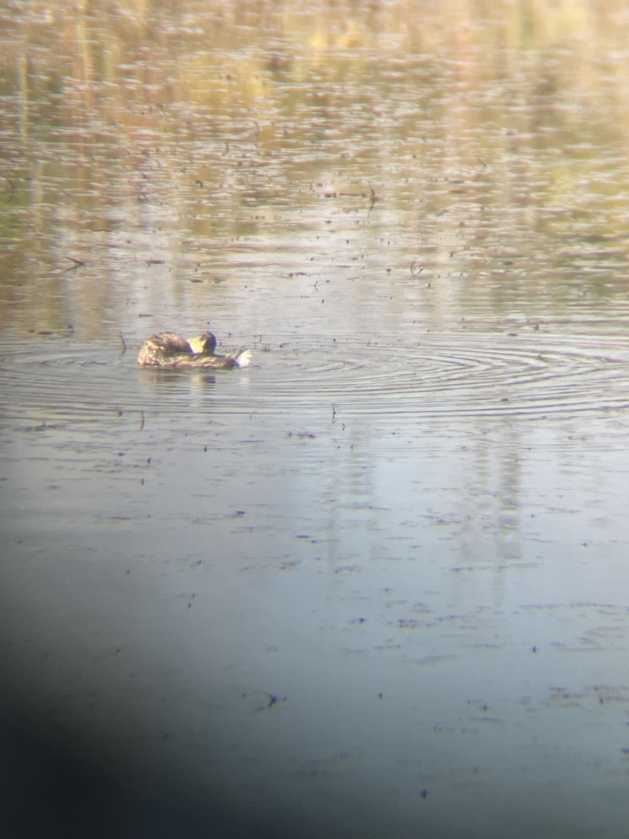 Pied-billed Grebe - ML609636042