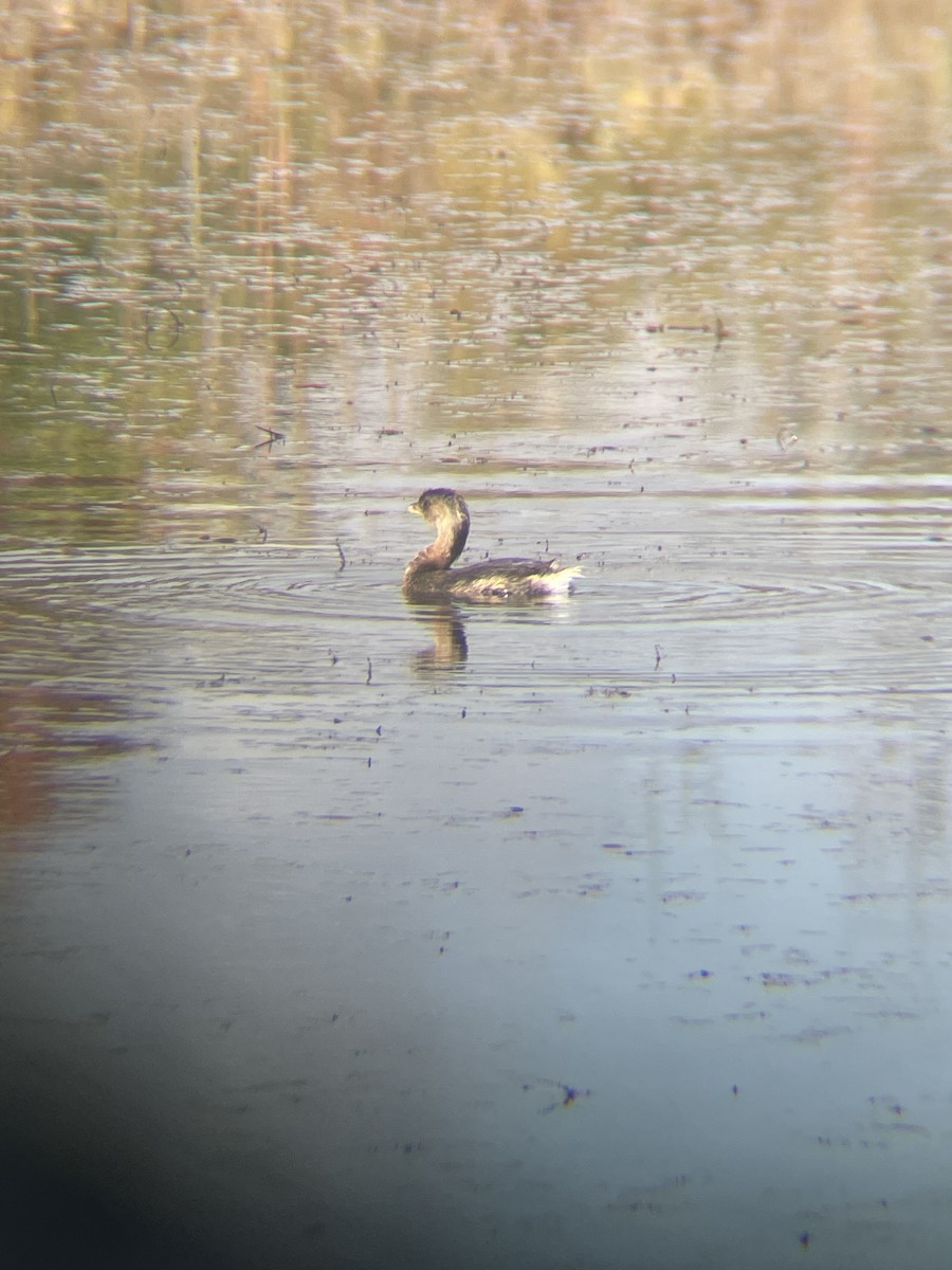 Pied-billed Grebe - David Hanna