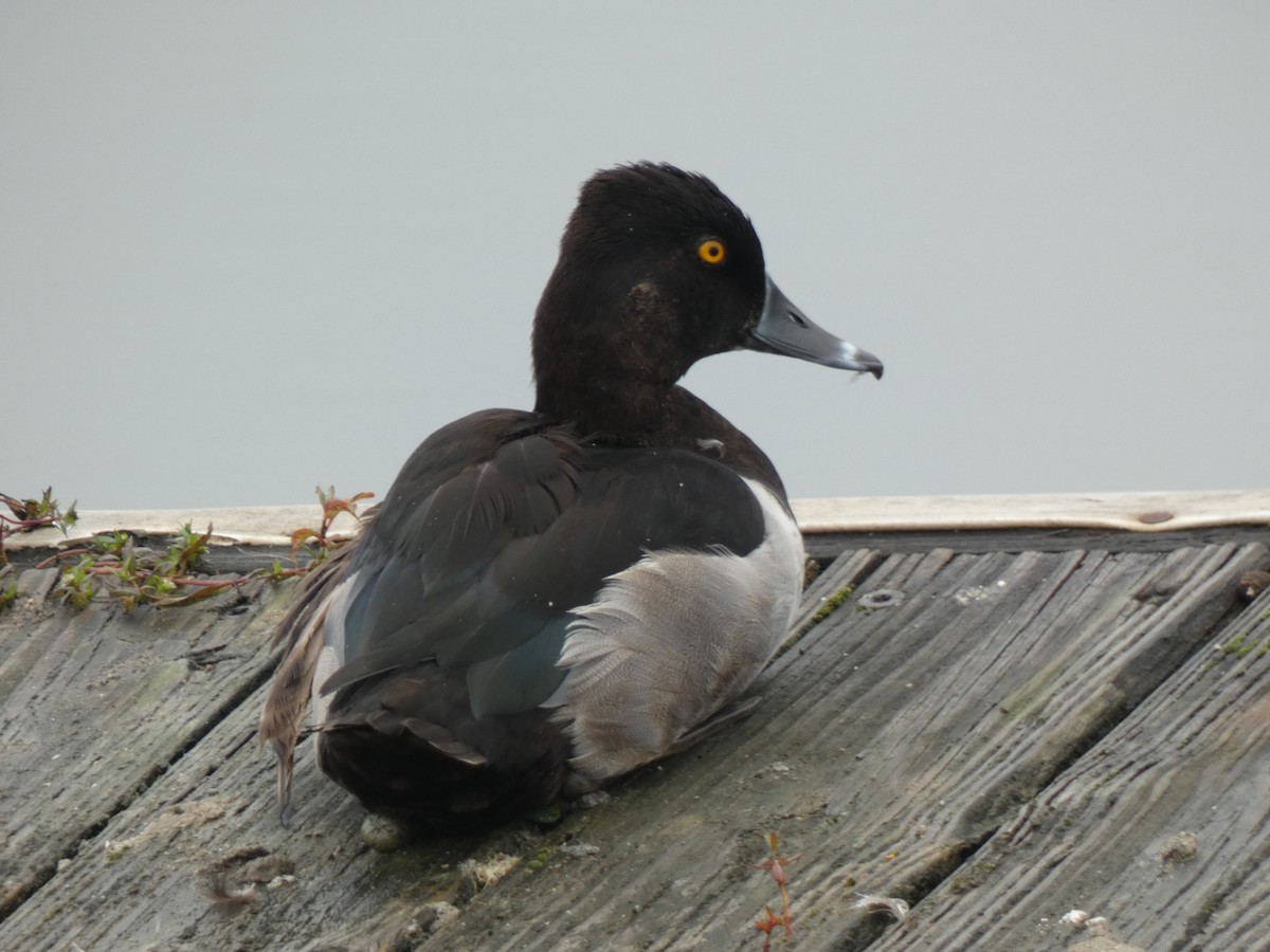 Ring-necked Duck - ML609636061