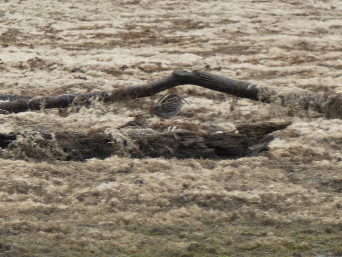 Wilson's Snipe - ML609636082
