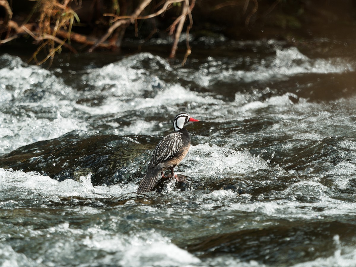 Torrent Duck - ML609636094