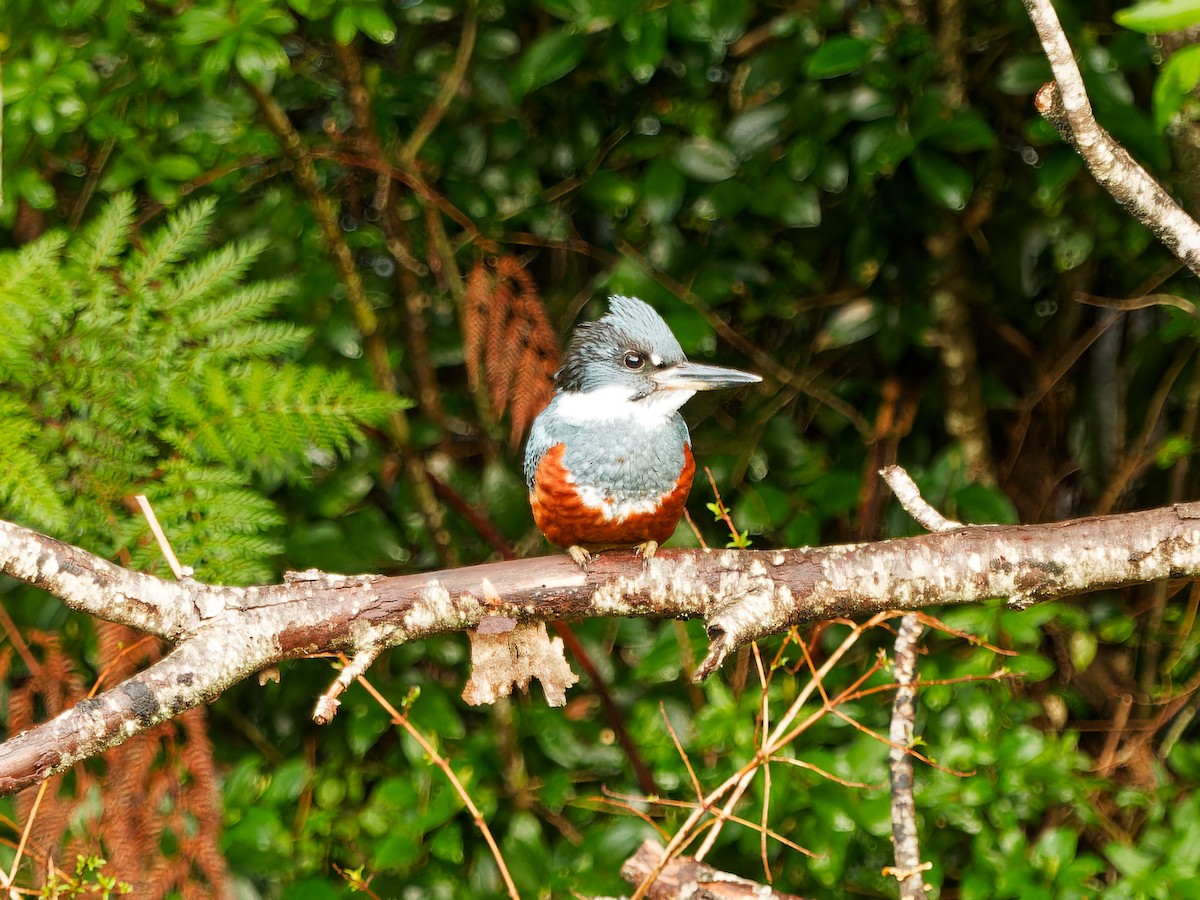 Ringed Kingfisher - ML609636104