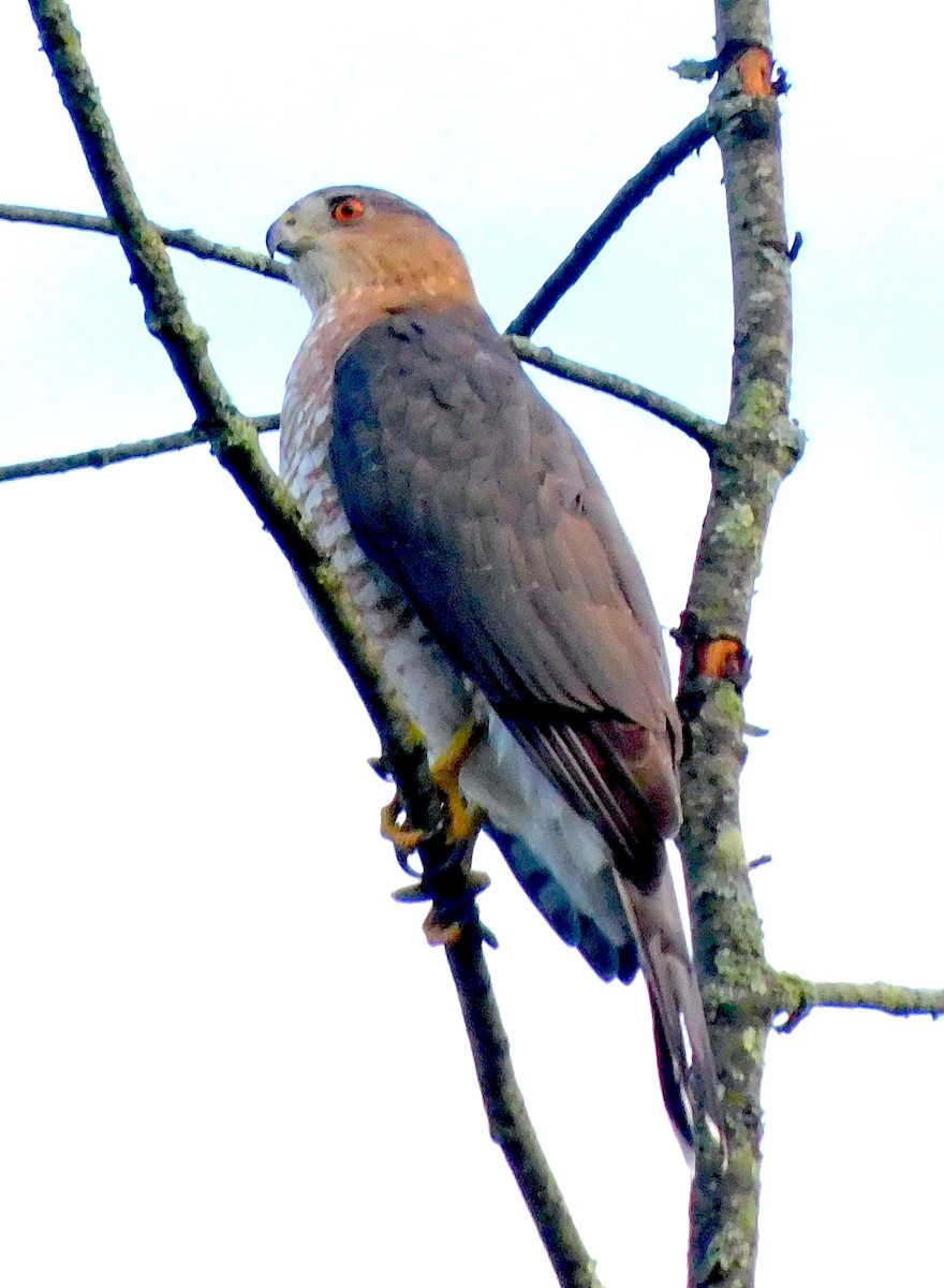 Cooper's Hawk - Lee Gray