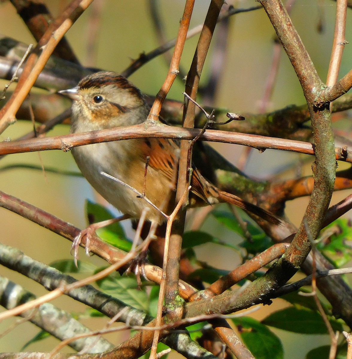 Swamp Sparrow - Lee Gray