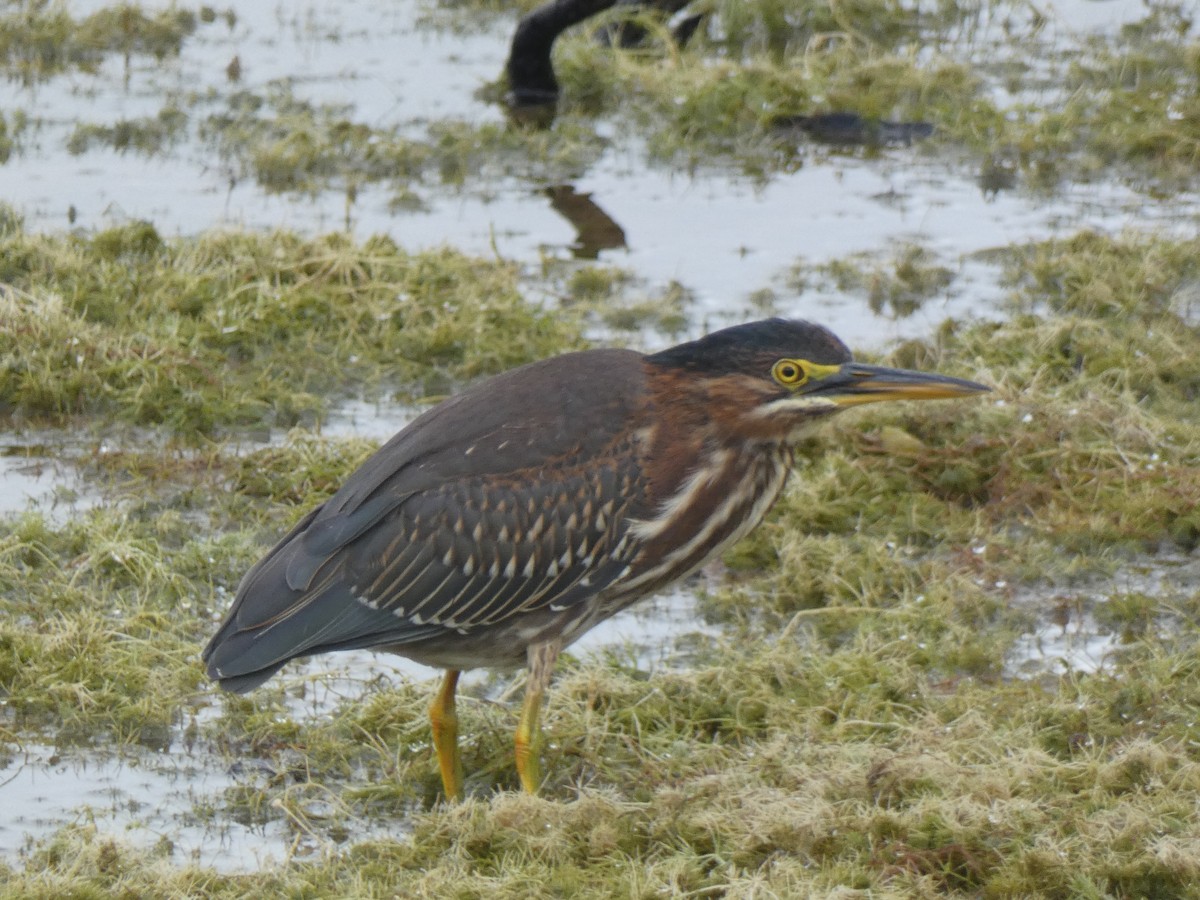 Green Heron - ML609636156