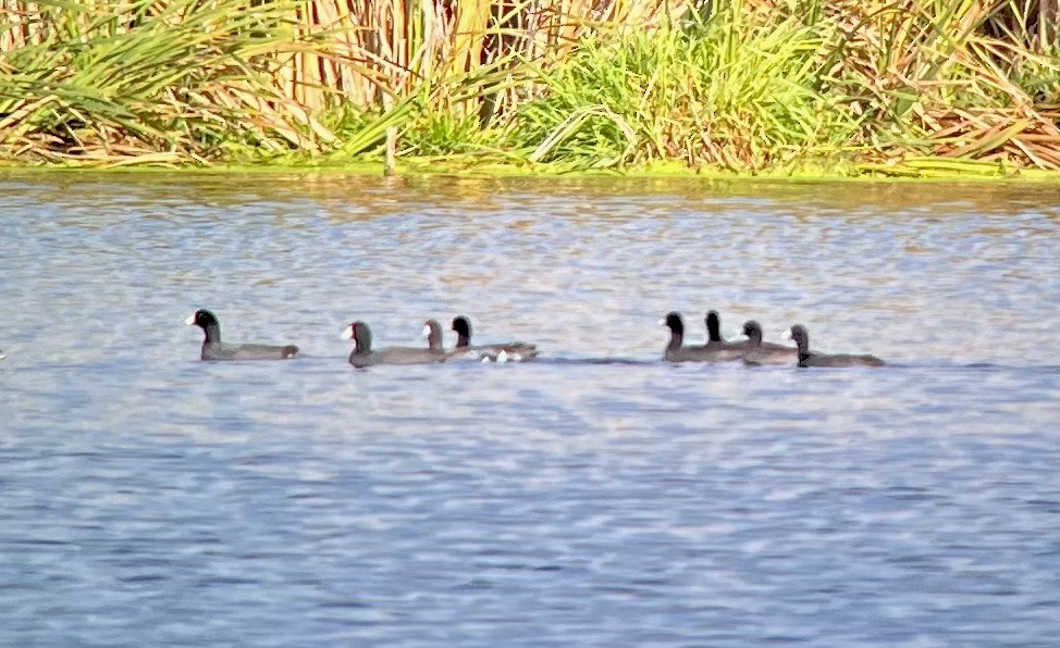 American Coot - ML609636169