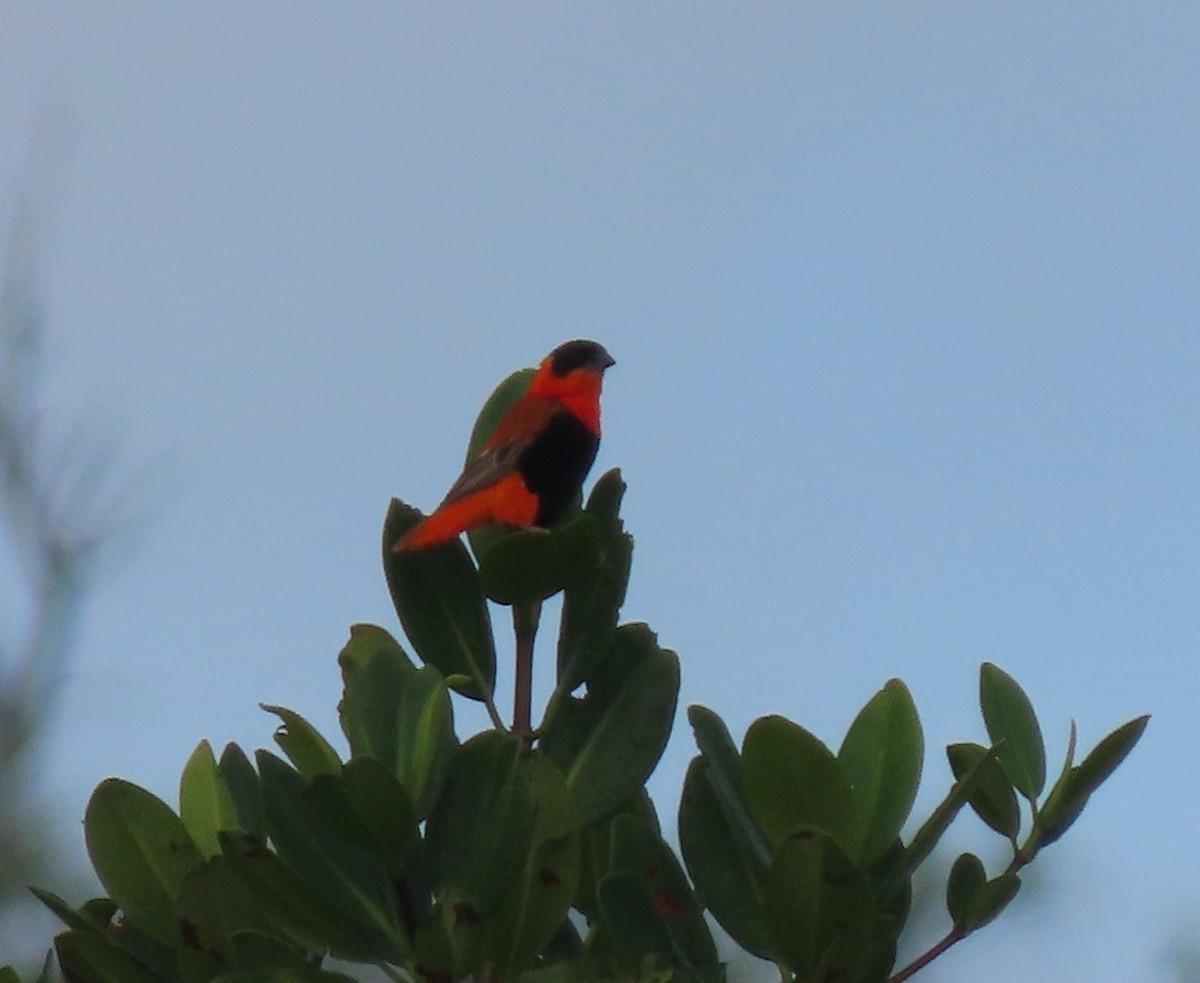 Northern Red Bishop - ML609636250