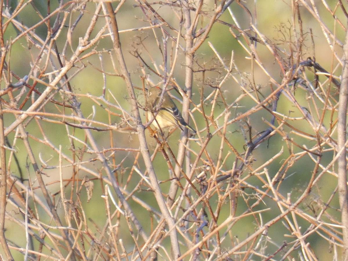 Ruby-crowned Kinglet - ML609636433