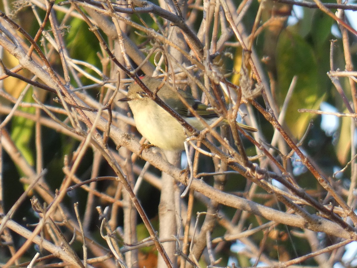 Ruby-crowned Kinglet - ML609636437