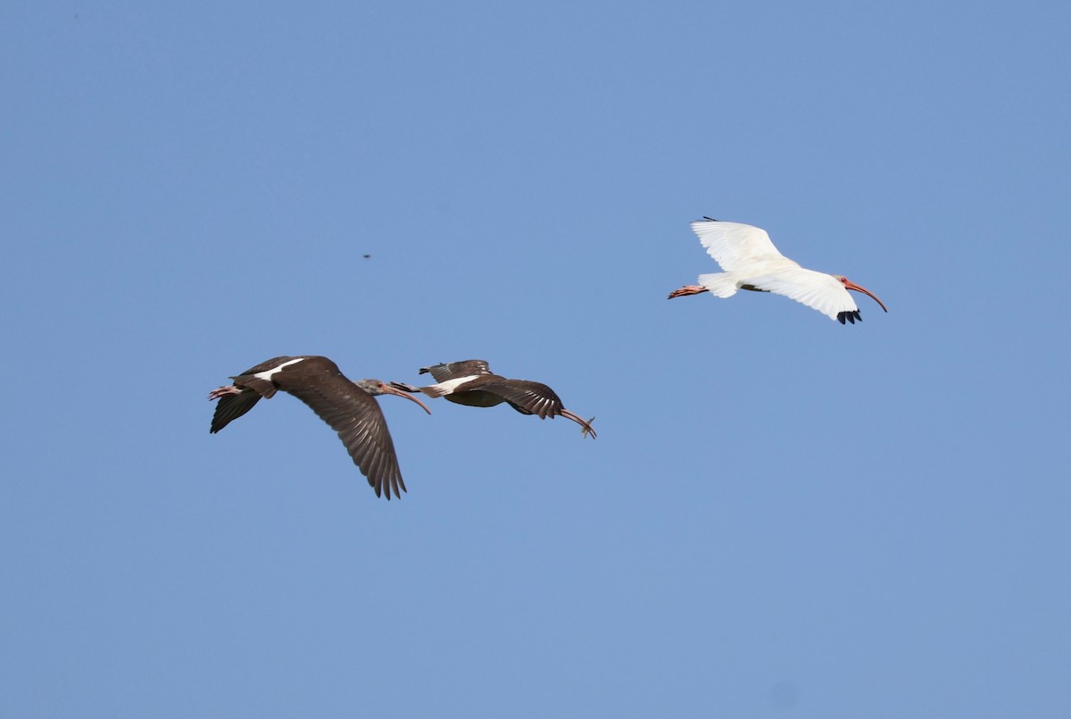 ibis bílý - ML609636438
