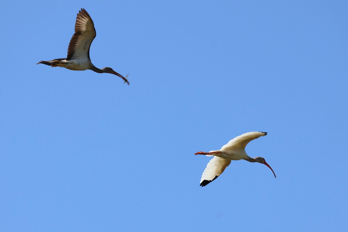 ibis bílý - ML609636441