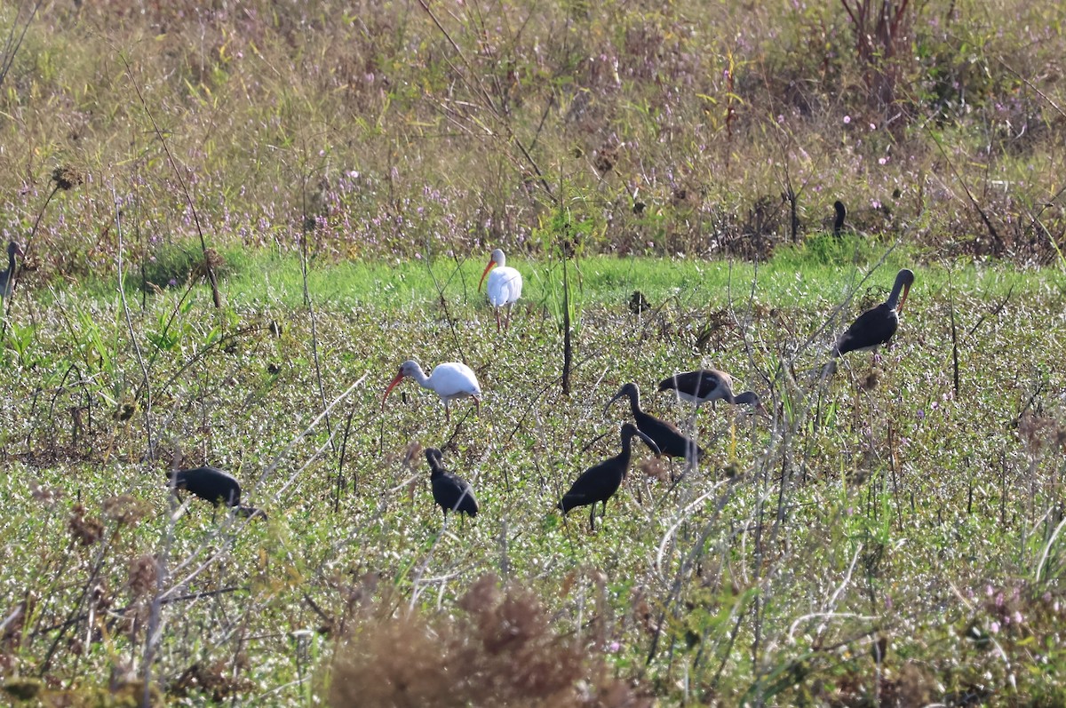ibis hnědý/americký - ML609636463