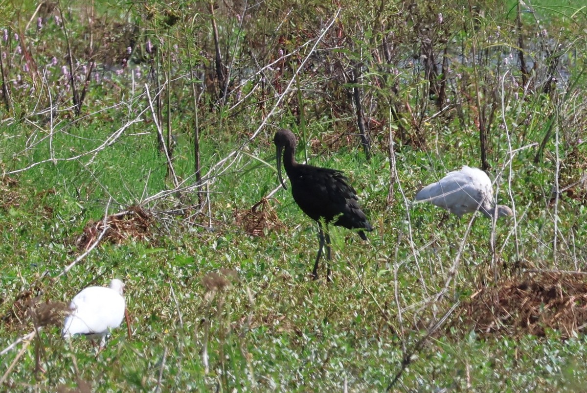 ibis hnědý/americký - ML609636478