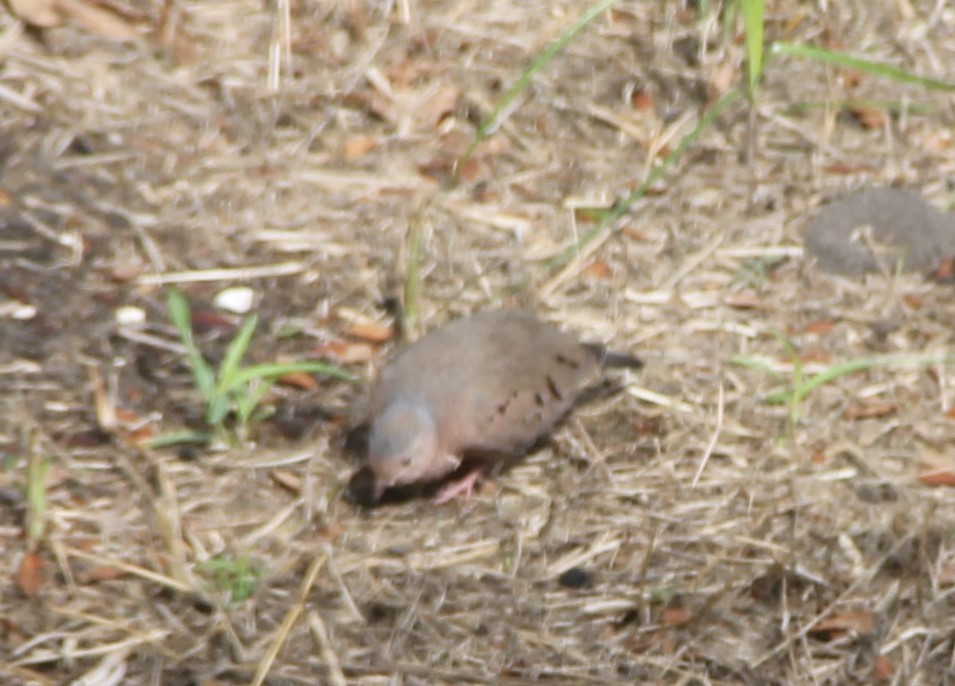 Common Ground Dove - ML609636486