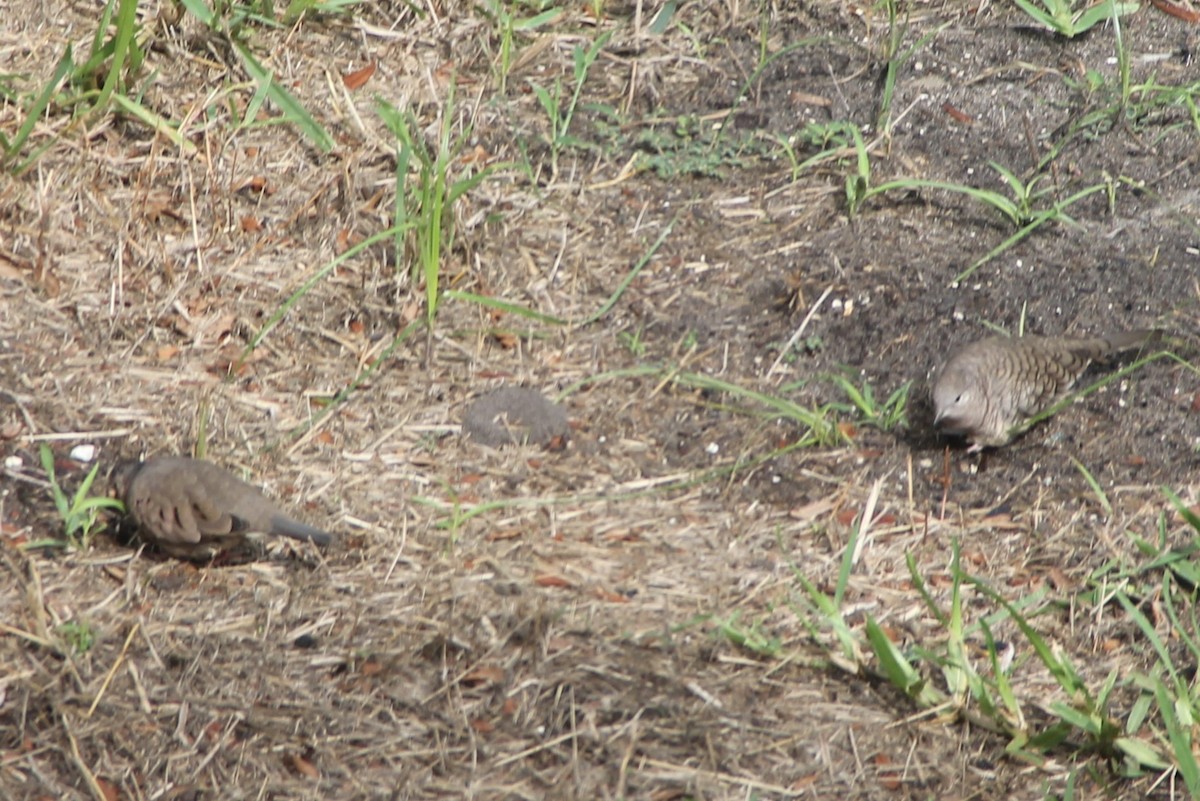 Common Ground Dove - ML609636487