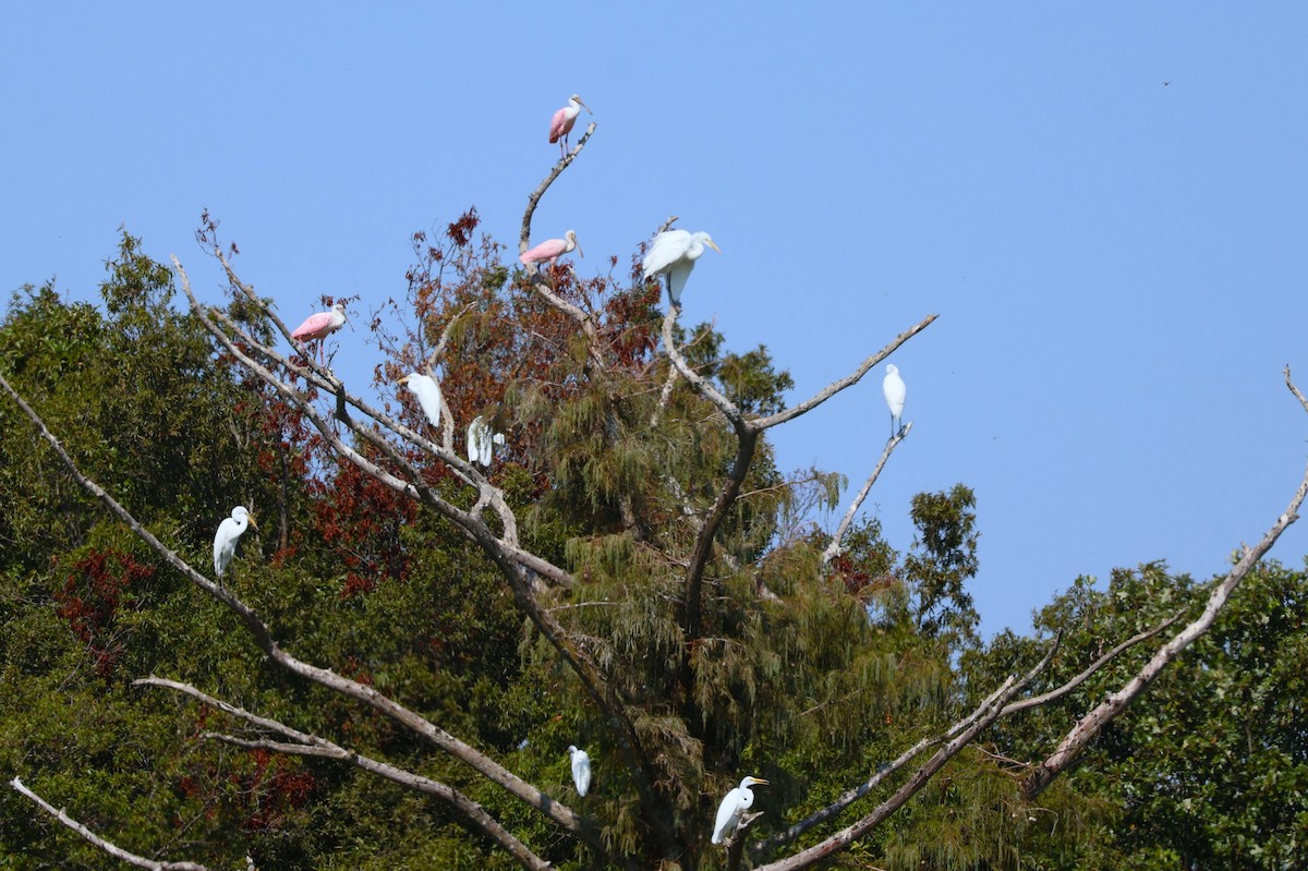 Roseate Spoonbill - ML609636489