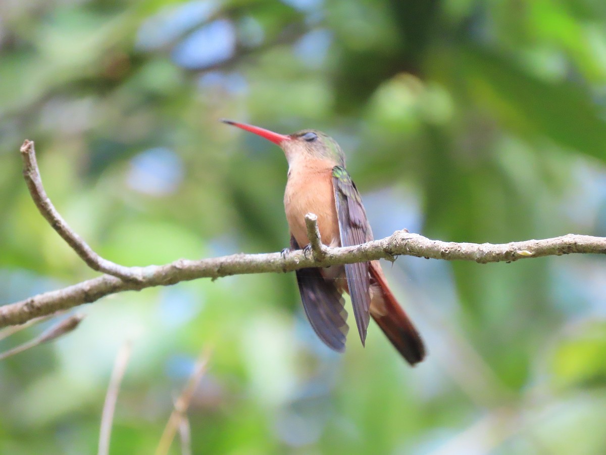 Cinnamon Hummingbird - ML609636500