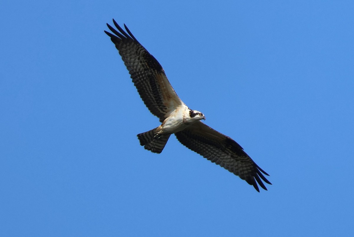 Águila Pescadora - ML609636505