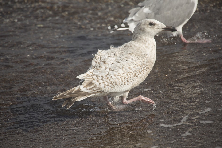 Herring Gull (Mongolian) - EoJin Kim