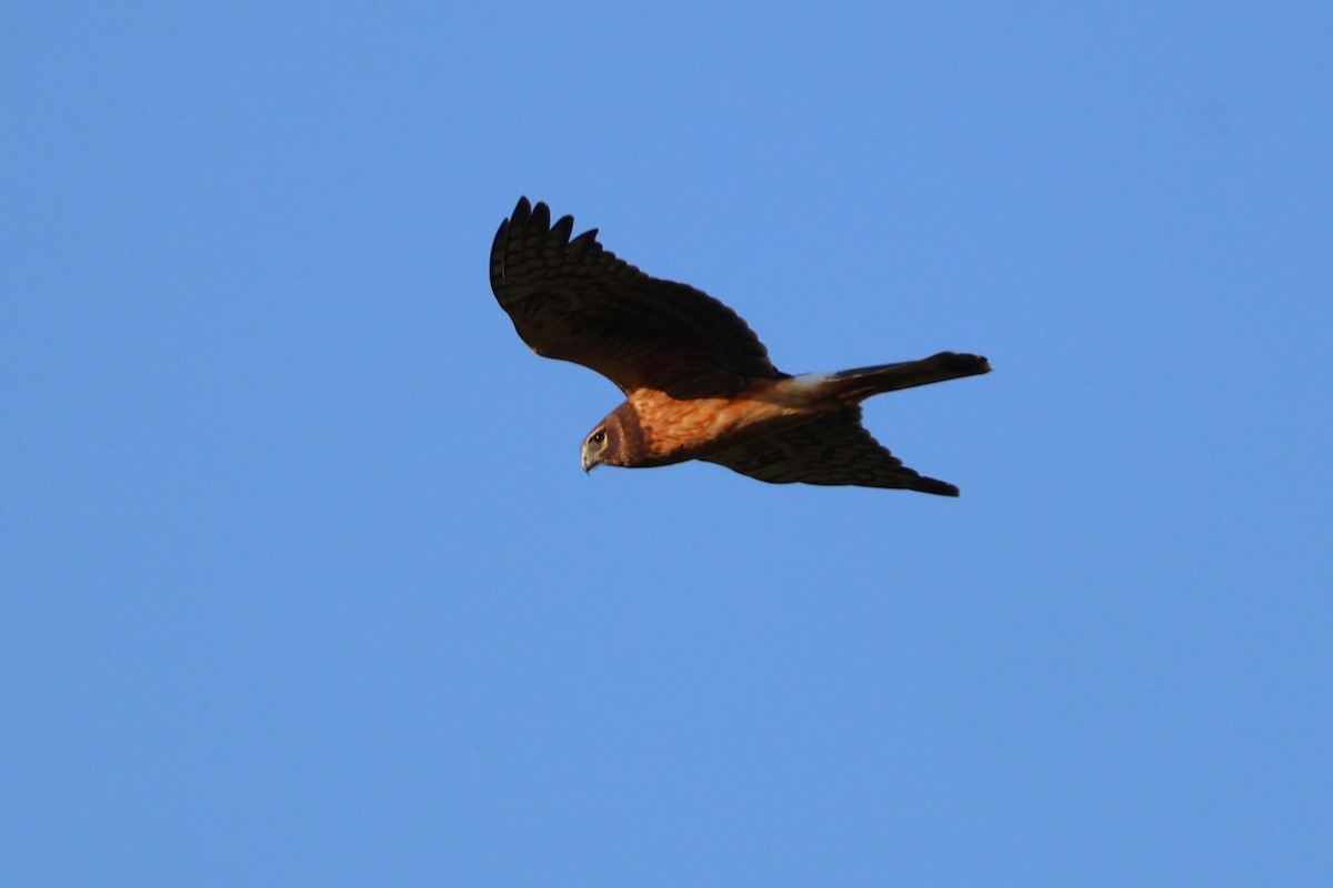 Northern Harrier - Tricia Vesely