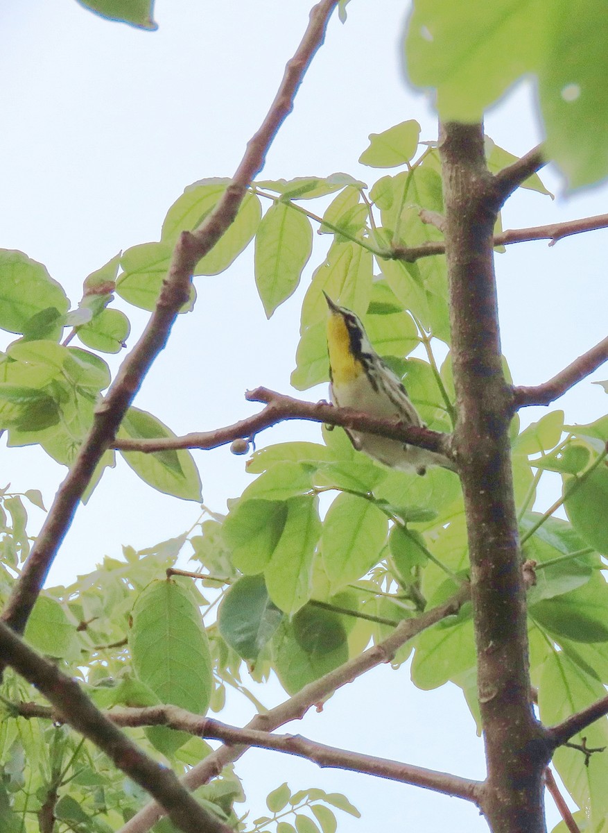 Yellow-throated Warbler - ML609636555