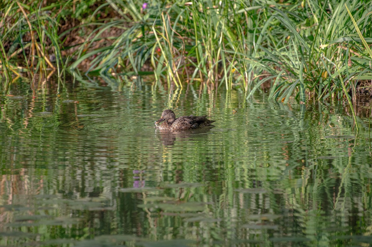 Anatidae sp. (dabbling duck sp.) - ML609636575