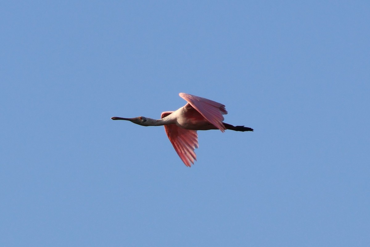 Roseate Spoonbill - ML609636593