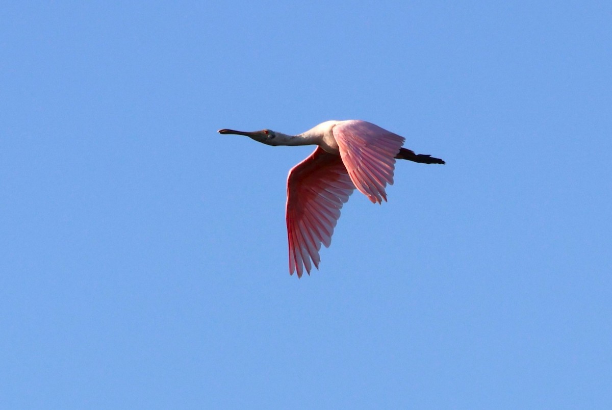 Roseate Spoonbill - Tricia Vesely