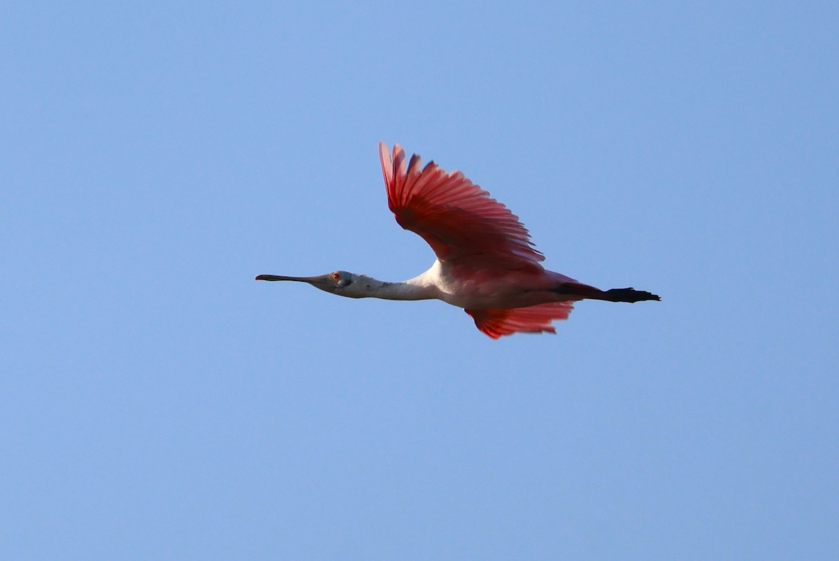 Roseate Spoonbill - Tricia Vesely