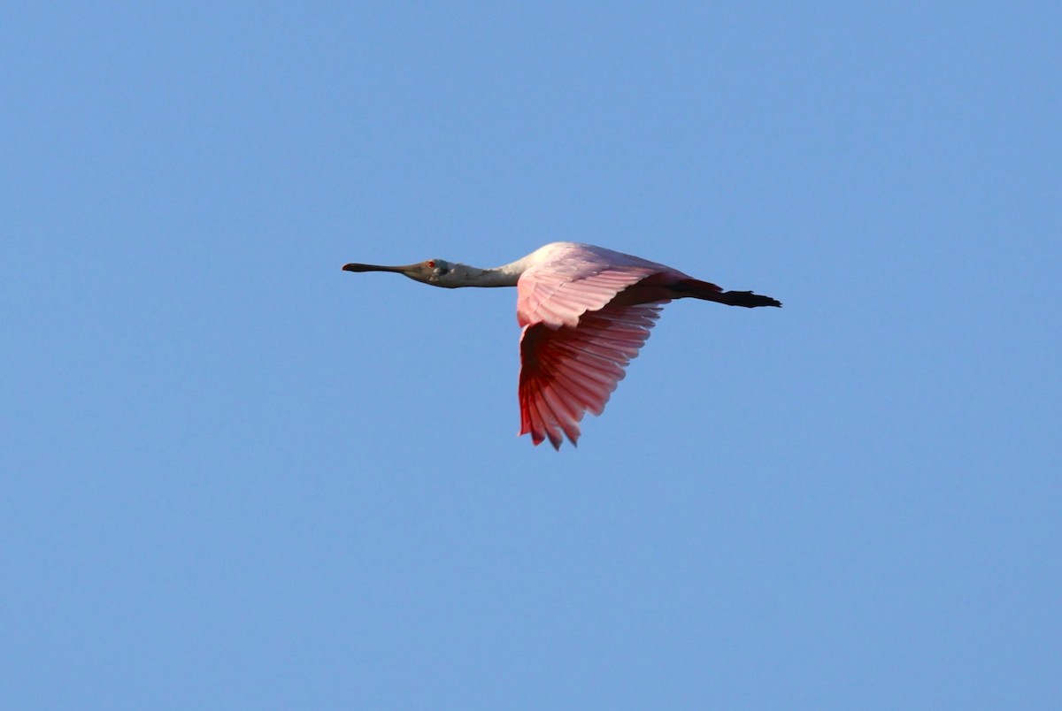 Roseate Spoonbill - Tricia Vesely