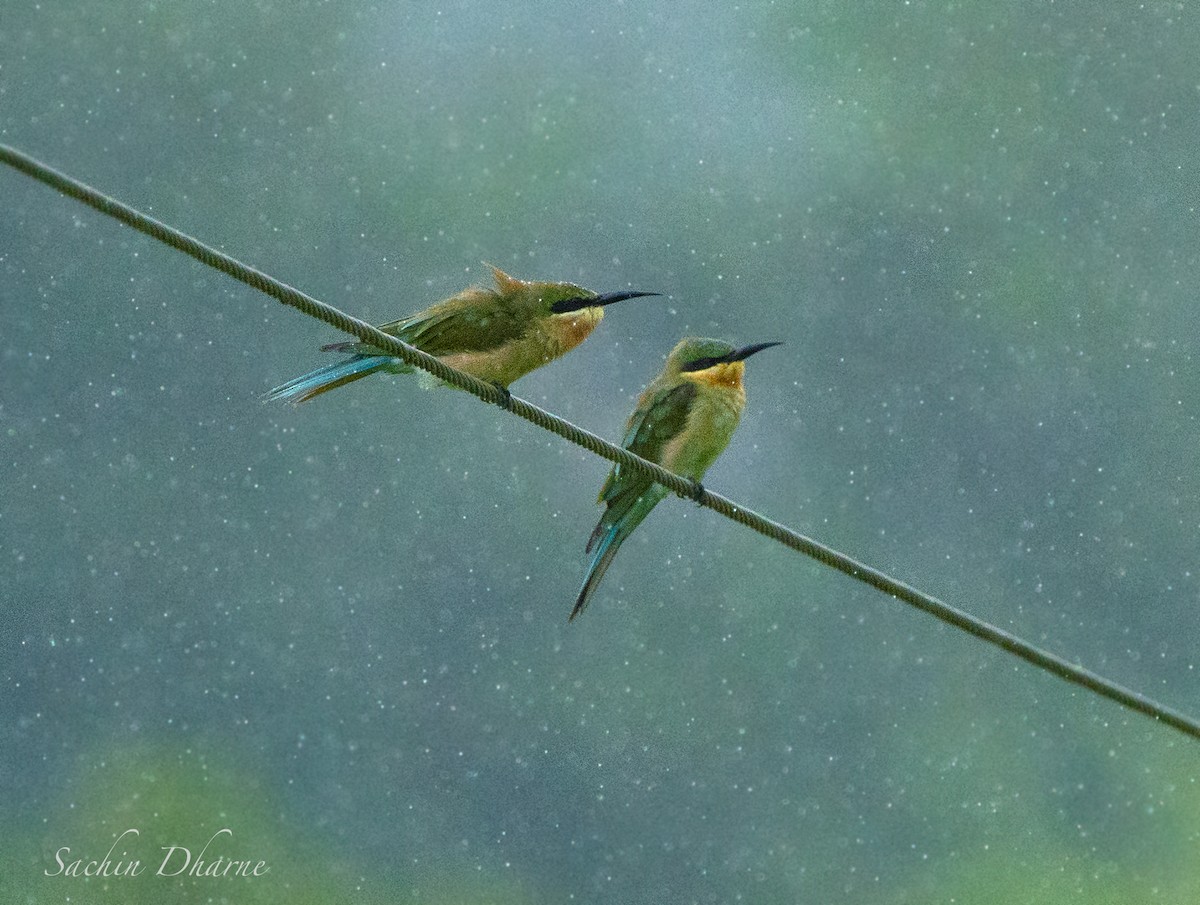 Blue-tailed Bee-eater - ML609636628