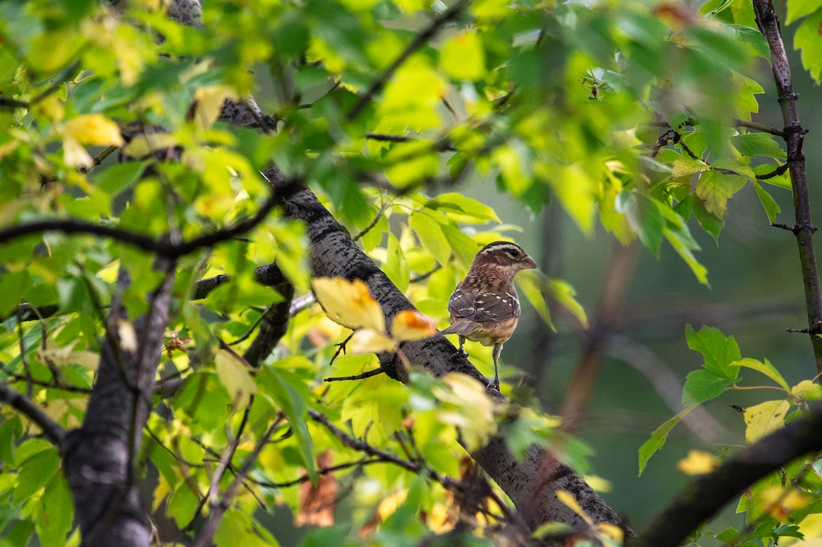 Rose-breasted Grosbeak - ML609636722