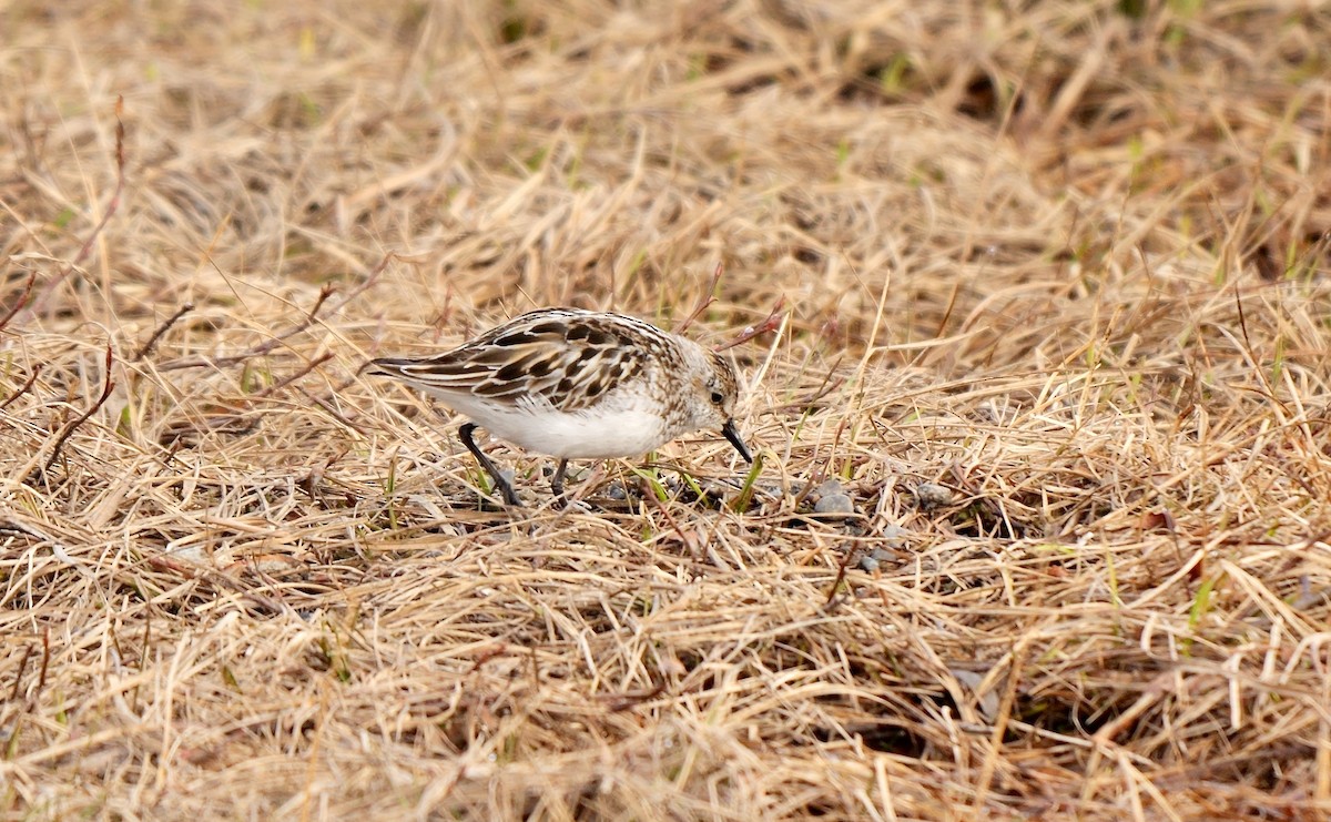 Semipalmated Sandpiper - Greg Baker