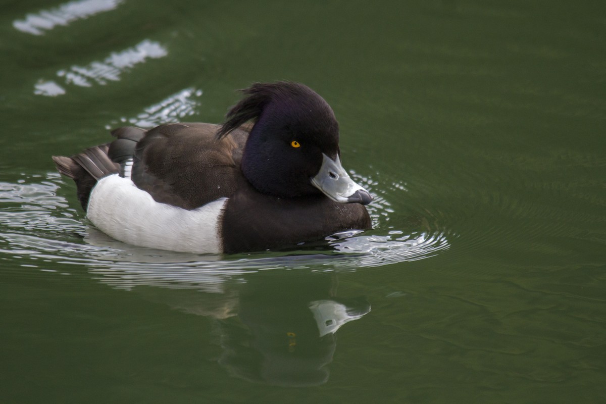 鳳頭潛鴨 - ML609636863