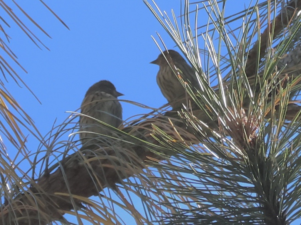 Pine Siskin - ML609636866