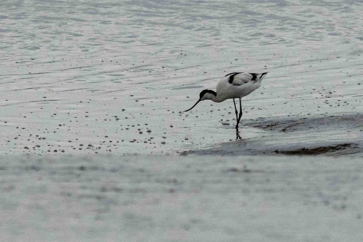 Pied Avocet - ML609636904