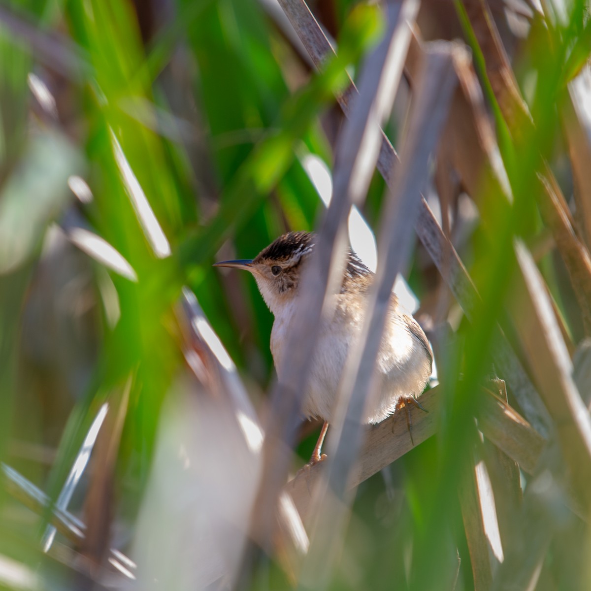 Marsh Wren - trish H.