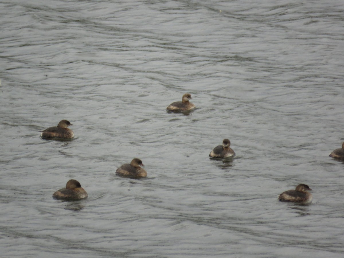 Pied-billed Grebe - ML609637042