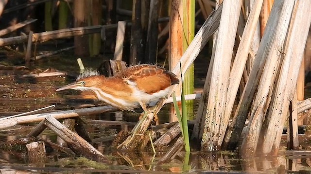 Least Bittern - ML609637076