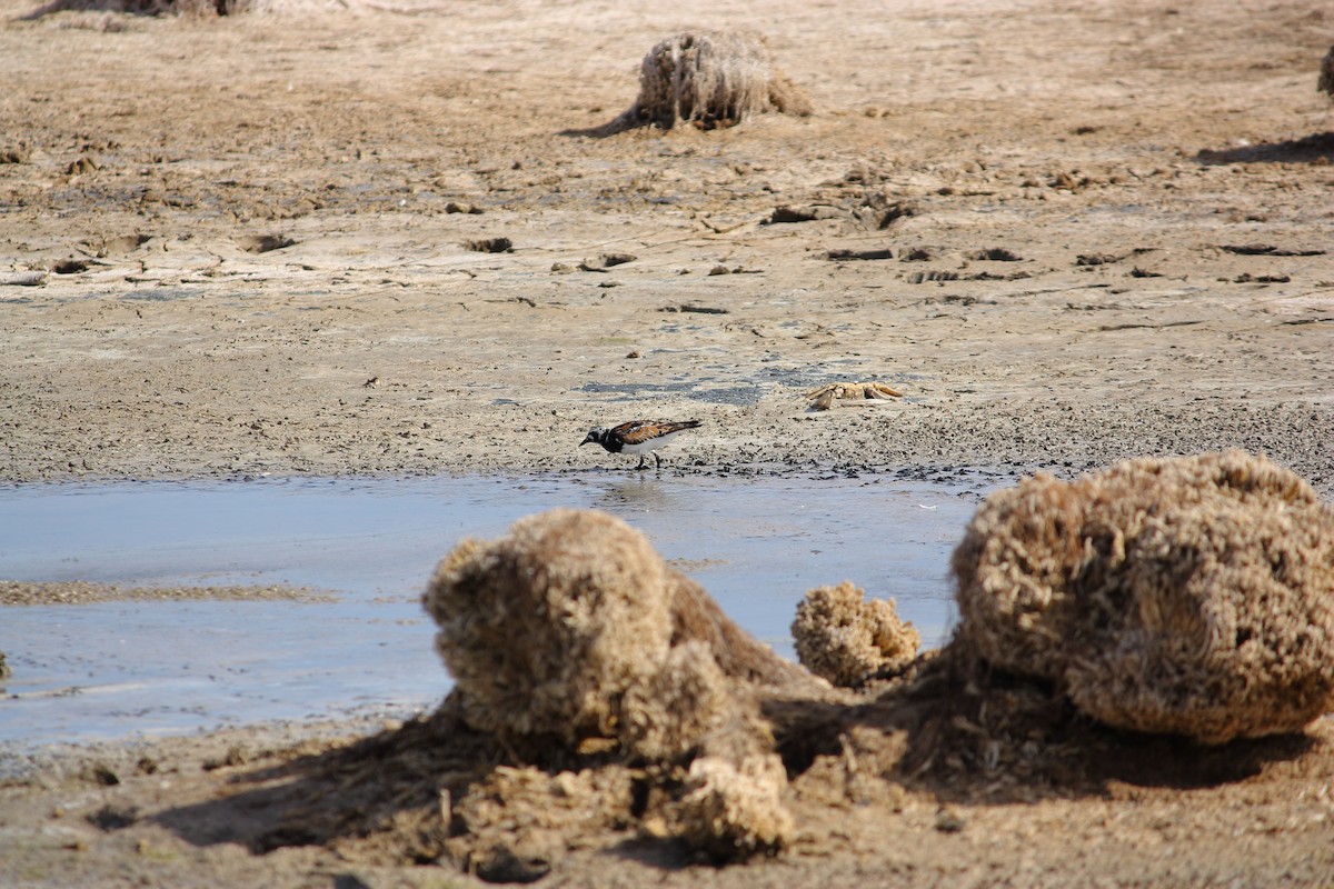 Ruddy Turnstone - ML609637078