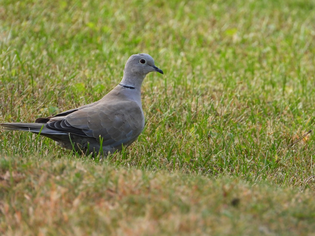 Eurasian Collared-Dove - ML609637125