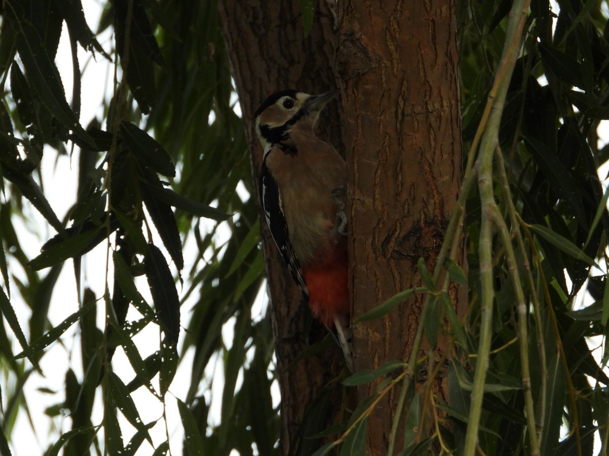 Great Spotted Woodpecker - ML609637127